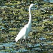 Medium Egret