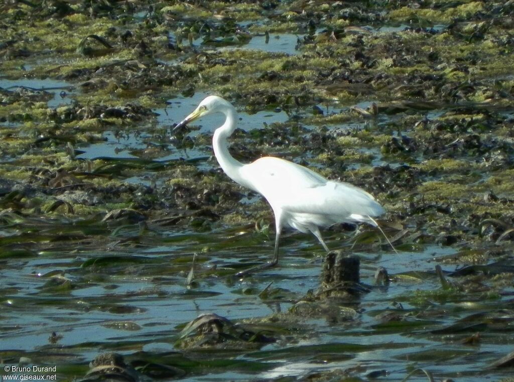 Medium Egretadult breeding, Behaviour