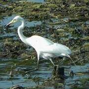 Medium Egret