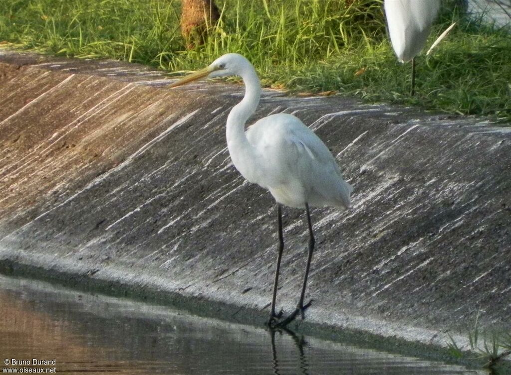 Medium Egret, identification