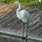 Medium Egret