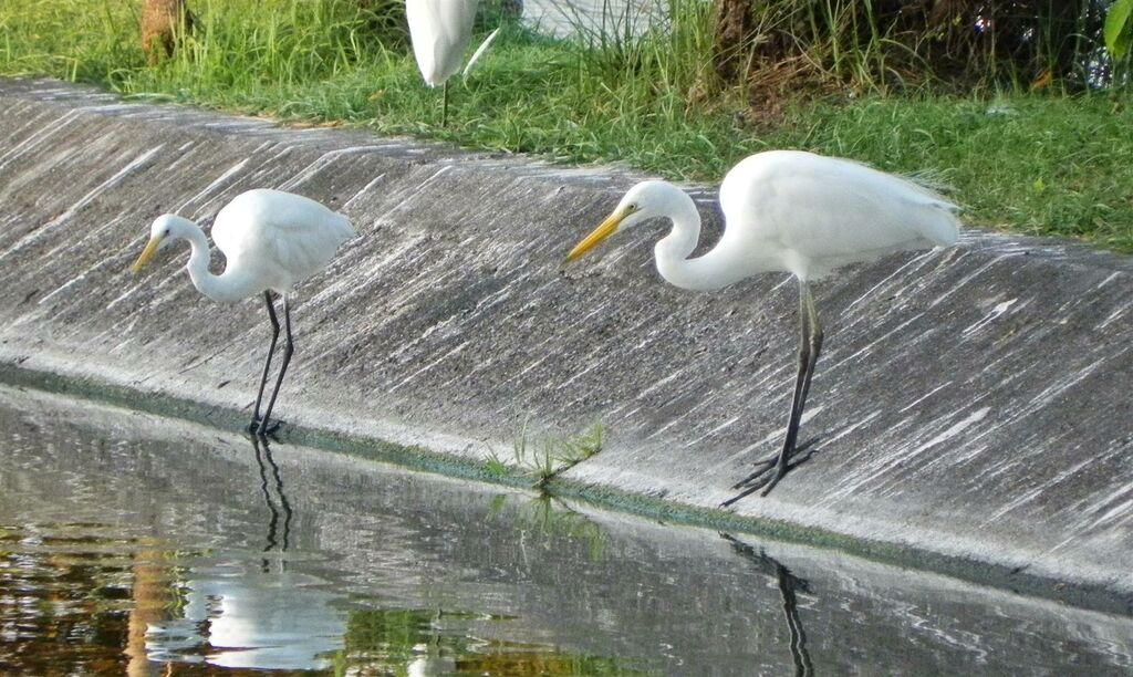 Medium Egretadult post breeding, identification