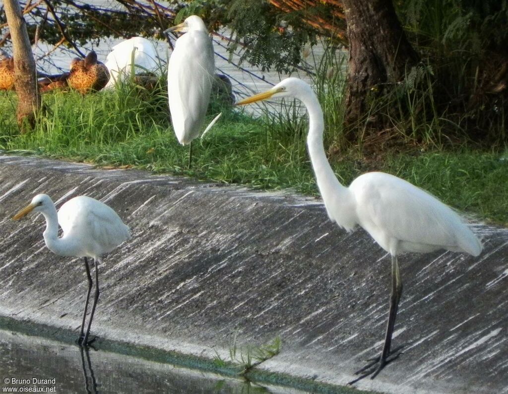 Intermediate Egretadult post breeding, identification