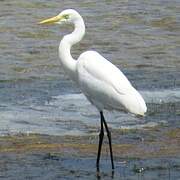 Medium Egret