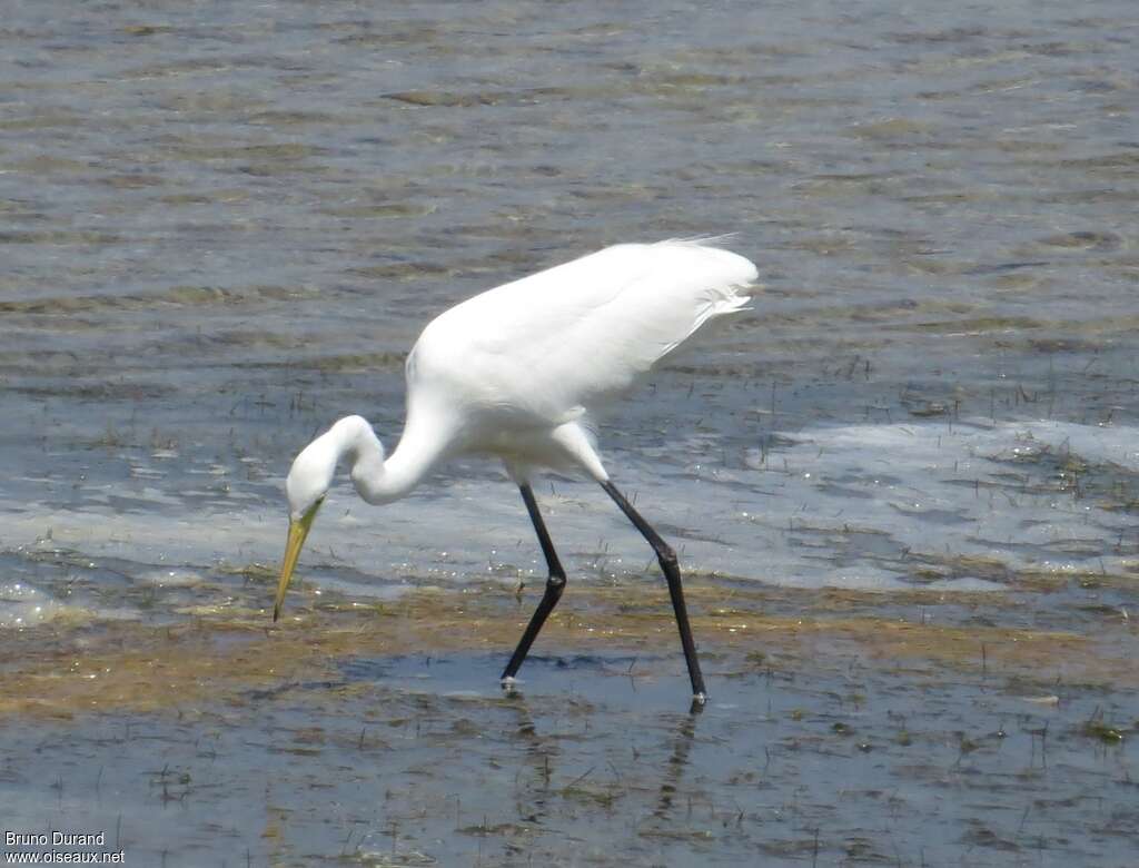 Medium Egretadult post breeding, Behaviour