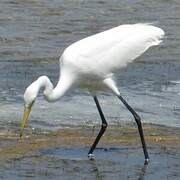 Medium Egret