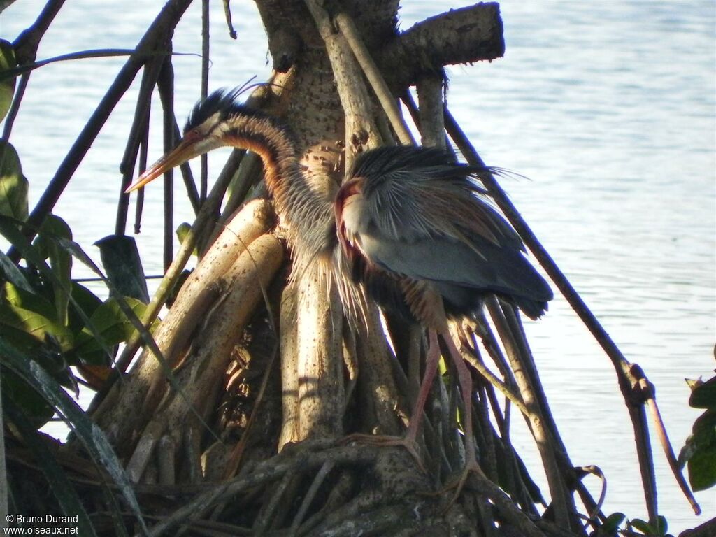 Purple Heronadult, identification, Behaviour