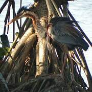 Purple Heron