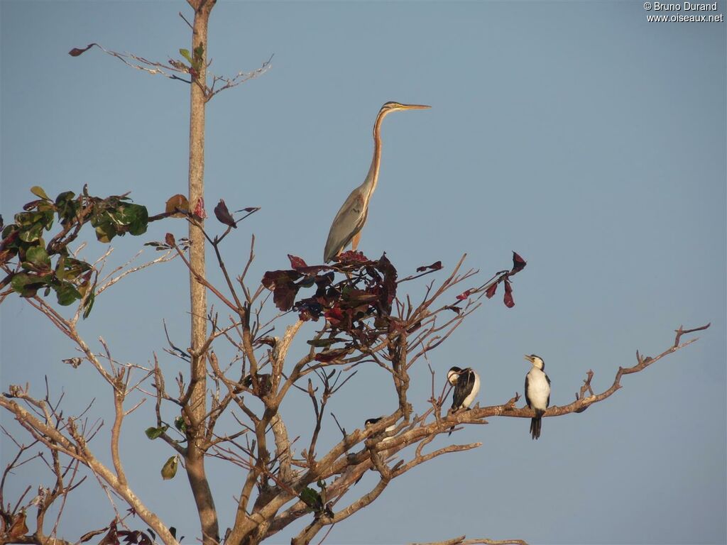 Purple Heronadult, Behaviour