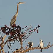 Purple Heron