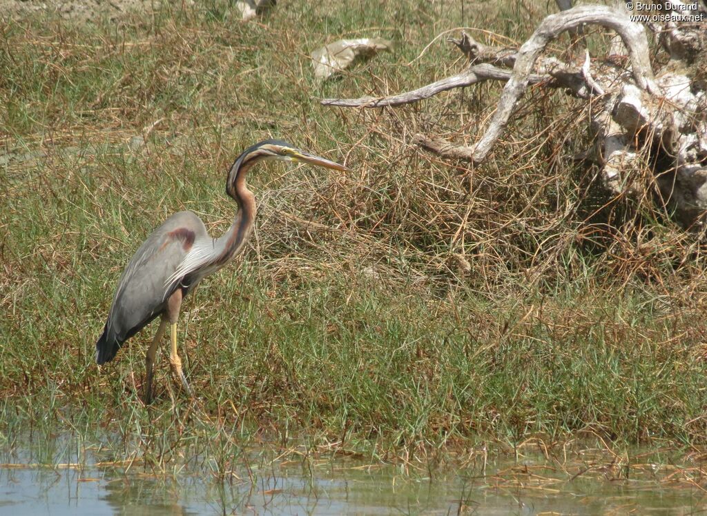 Purple Heronadult, identification, Behaviour