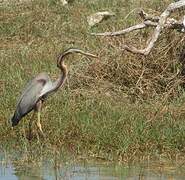 Purple Heron