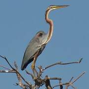 Purple Heron