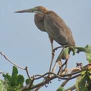 Purple Heron