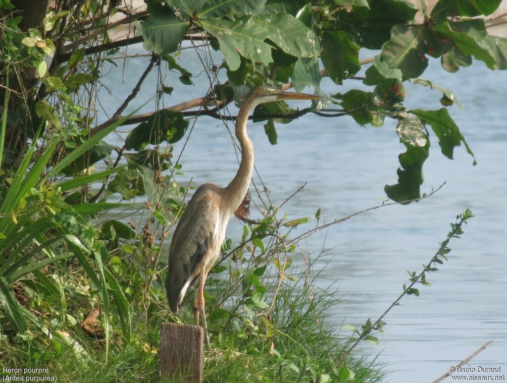 Héron pourpréimmature, identification