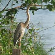 Purple Heron