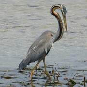 Purple Heron