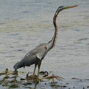 Purple Heron