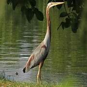 Purple Heron