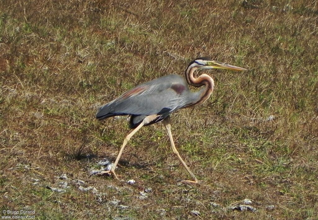 Purple Heronadult, identification, Behaviour