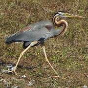 Purple Heron