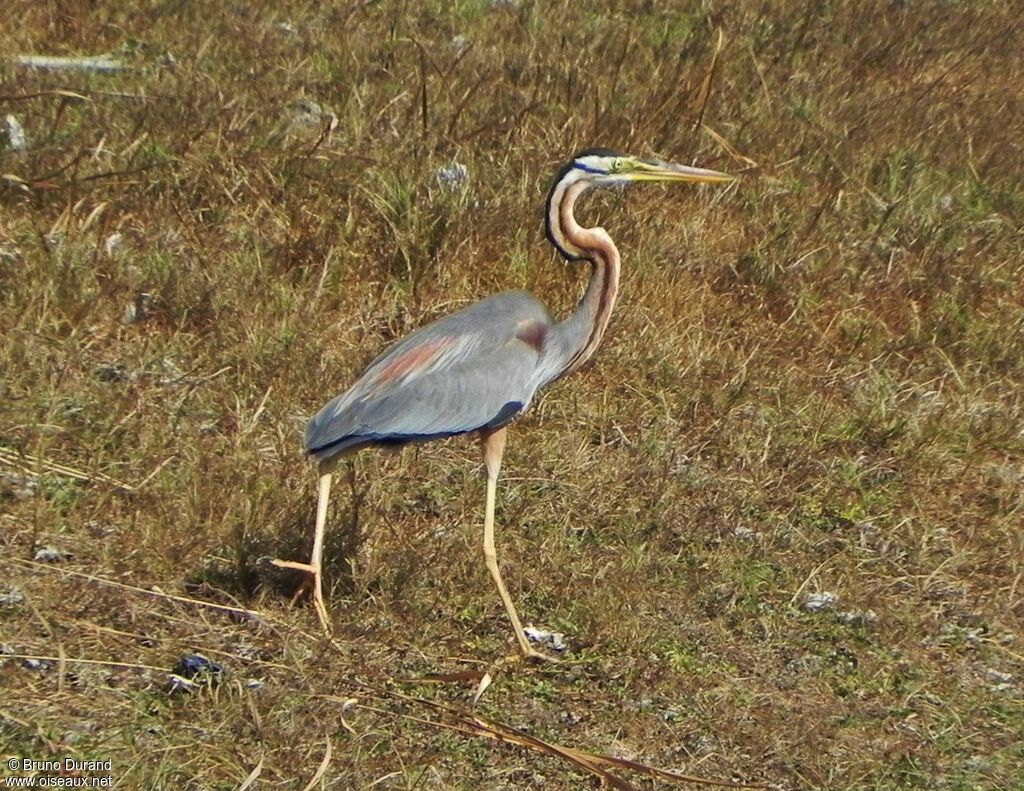 Purple Heronadult