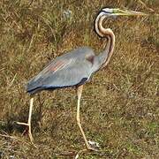 Purple Heron