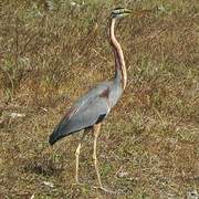 Purple Heron