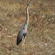 Purple Heron