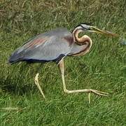 Purple Heron