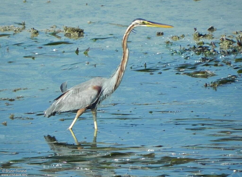 Purple Heronadult, identification, Behaviour