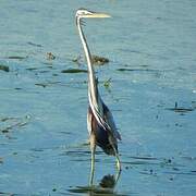 Purple Heron