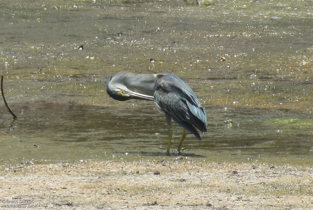 Striated Heronadult, identification, Behaviour