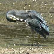 Striated Heron