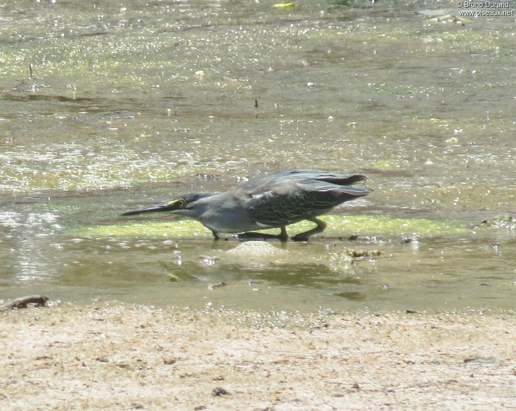 Striated Heronadult, identification, feeding habits, Behaviour