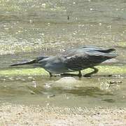 Striated Heron