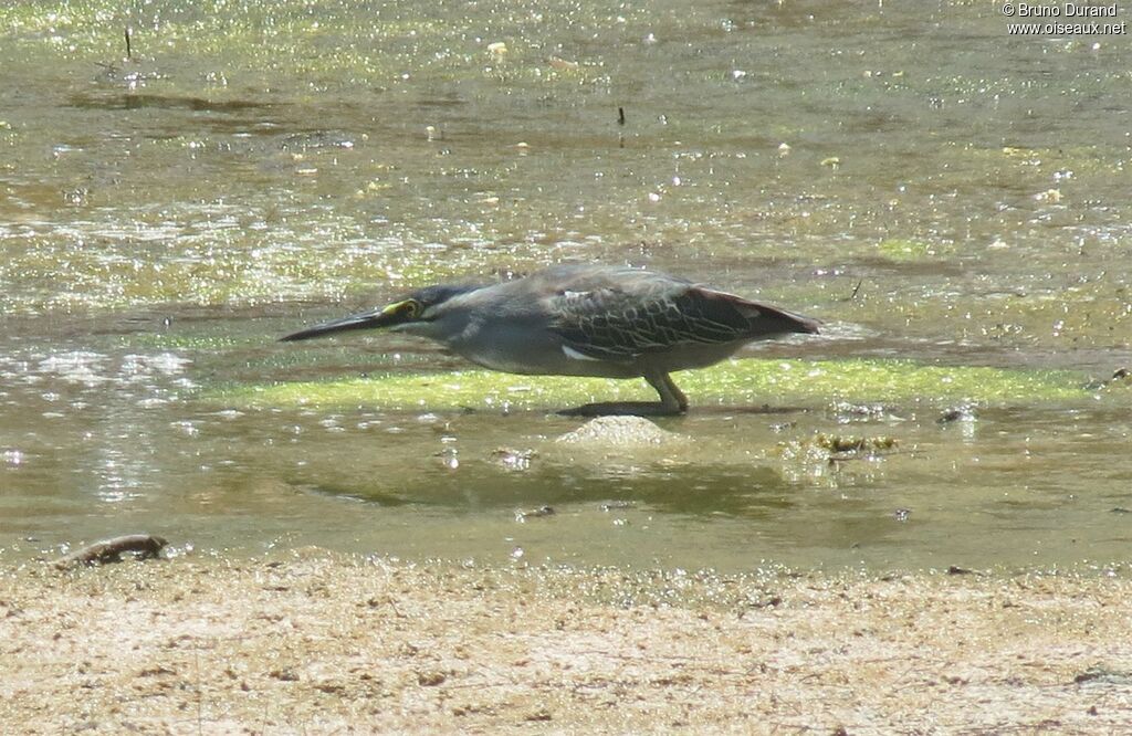 Striated Heron, identification, feeding habits, Behaviour