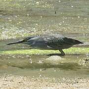 Striated Heron