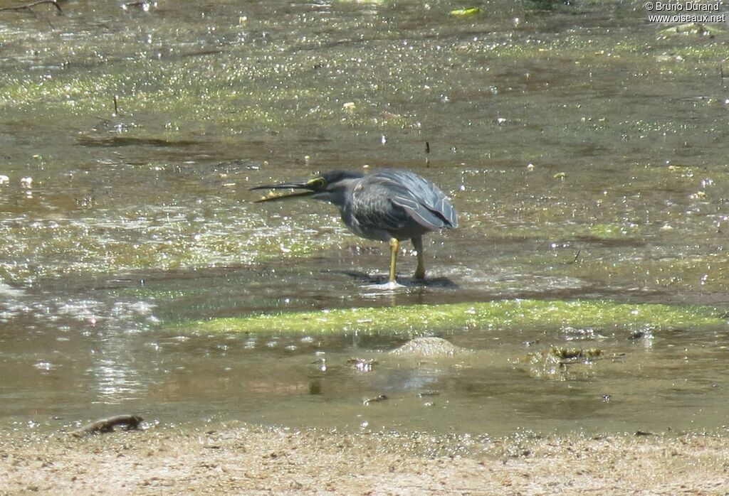 Striated Heron, identification, feeding habits, Behaviour