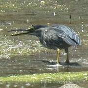 Striated Heron