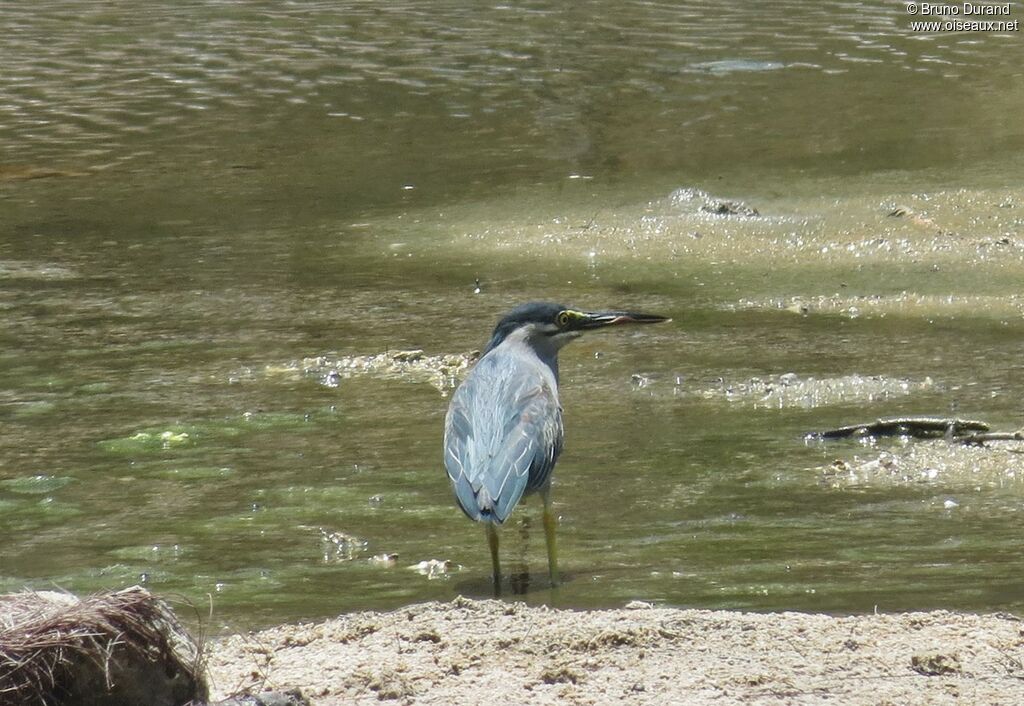 Striated Heronadult, identification, Behaviour