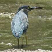 Striated Heron