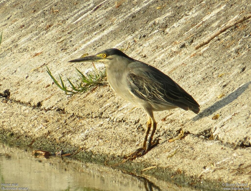 Héron striéadulte, identification