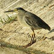 Striated Heron