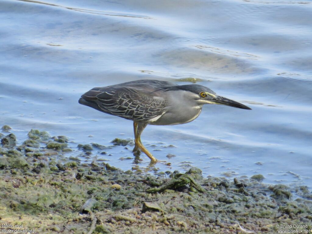 Striated Heronadult, identification, Behaviour