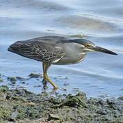 Striated Heron