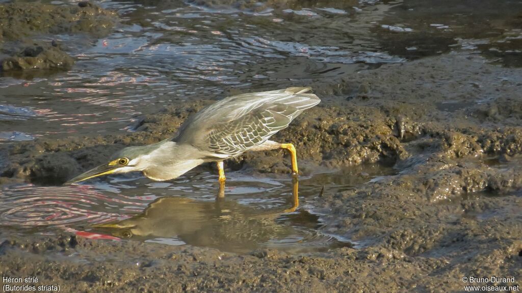 Striated Heron, identification, Behaviour