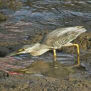 Striated Heron