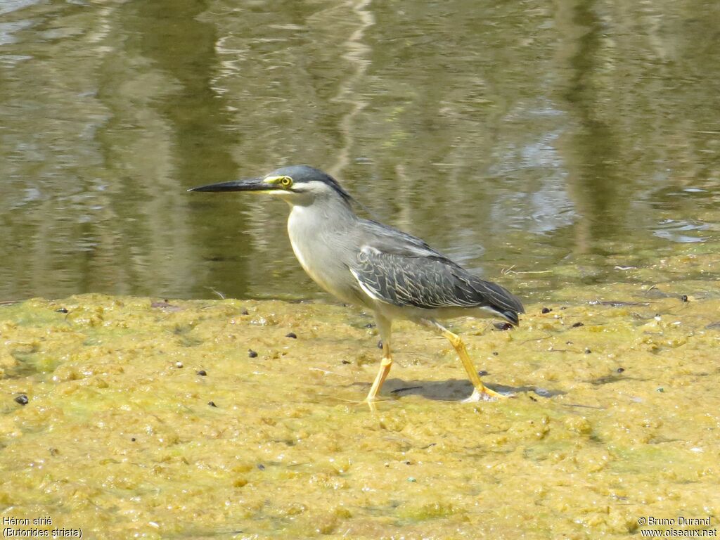 Striated Heronadult, identification