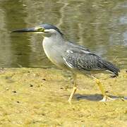 Striated Heron